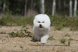 BICHON FRISE 356